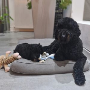 Wandelmaatje achtergrond