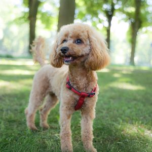 Wandelmaatje achtergrond