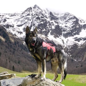 Wandelmaatje achtergrond