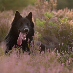 Wandelmaatje achtergrond