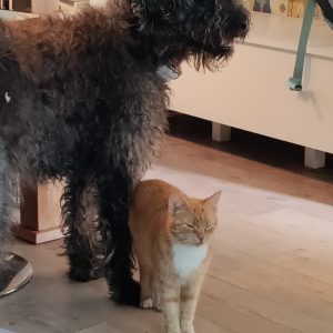 Wandelmaatje achtergrond