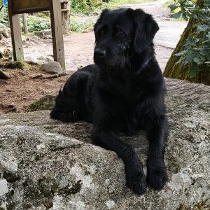 Wandelmaatje achtergrond