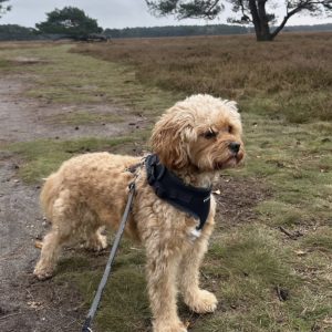 Wandelmaatje achtergrond