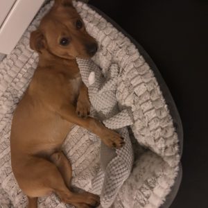 Wandelmaatje achtergrond