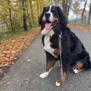 Wandelmaatje achtergrond