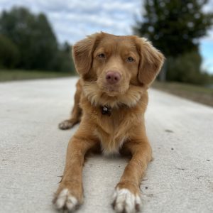 Wandelmaatje achtergrond