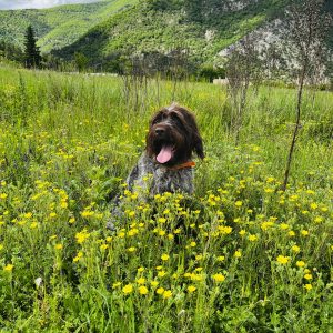 Wandelmaatje achtergrond