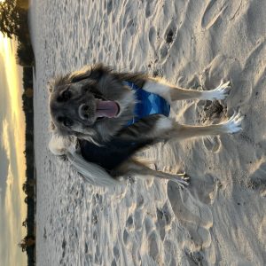 Wandelmaatje achtergrond