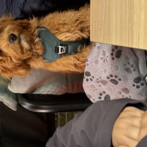 Wandelmaatje achtergrond