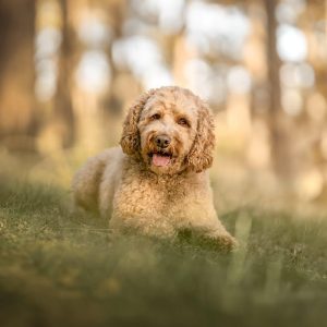 Wandelmaatje achtergrond