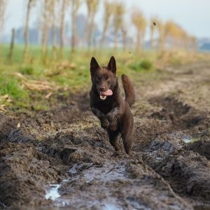 Wandelmaatje achtergrond