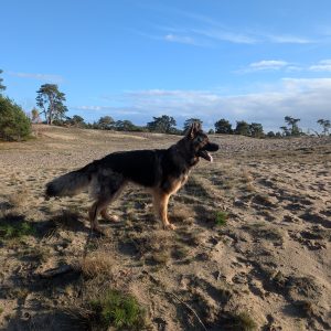 Wandelmaatje achtergrond