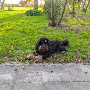 Wandelmaatje achtergrond