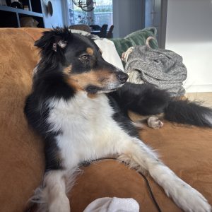 Wandelmaatje achtergrond