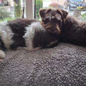 Wandelmaatje achtergrond