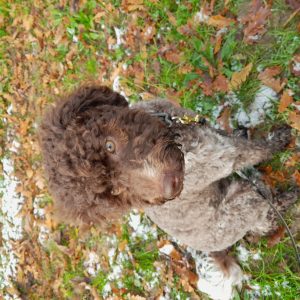 Wandelmaatje achtergrond