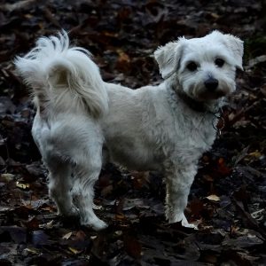 Wandelmaatje achtergrond