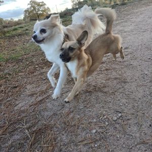 Wandelmaatje achtergrond