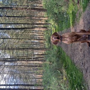 Wandelmaatje achtergrond