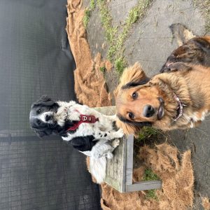 Wandelmaatje achtergrond