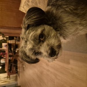 Wandelmaatje achtergrond