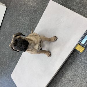 Wandelmaatje achtergrond