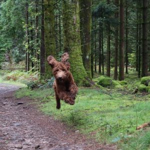 Wandelmaatje achtergrond