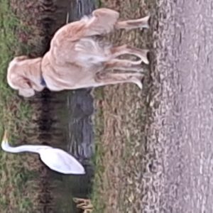 Wandelmaatje achtergrond