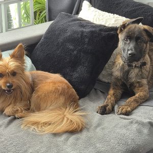 Wandelmaatje achtergrond