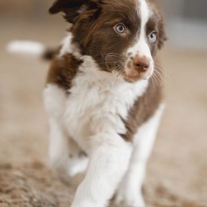 Wandelmaatje achtergrond