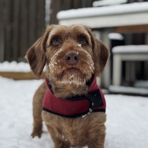 Wandelmaatje achtergrond