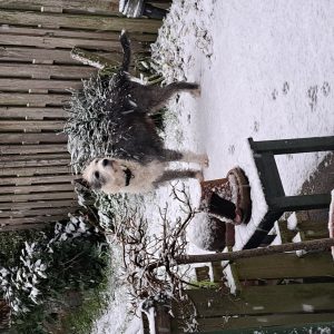 Wandelmaatje achtergrond