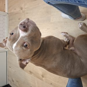 Wandelmaatje achtergrond