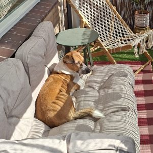 Wandelmaatje achtergrond