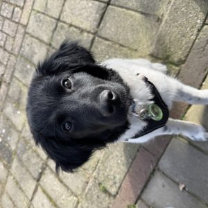 Wandelmaatje achtergrond