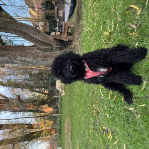 Wandelmaatje achtergrond