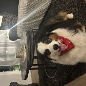 Wandelmaatje achtergrond