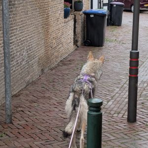 Wandelmaatje achtergrond