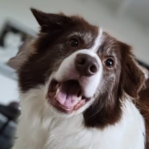 Finn
