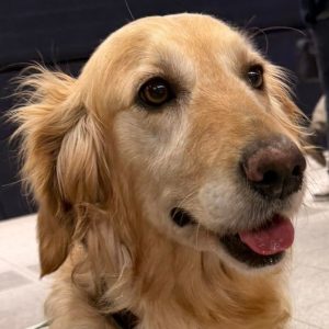 Wandelmaatje achtergrond