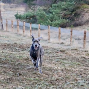 Wandelmaatje achtergrond