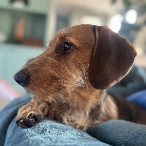 Fritz