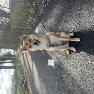 Wandelmaatje achtergrond