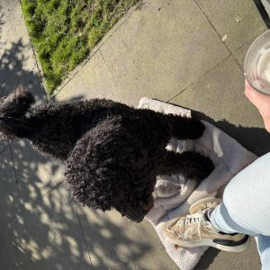 Wandelmaatje achtergrond