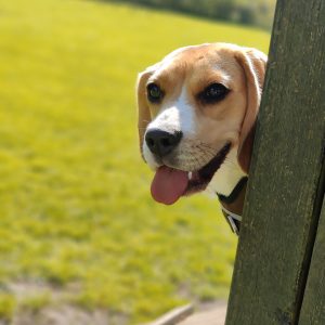 Wandelmaatje achtergrond