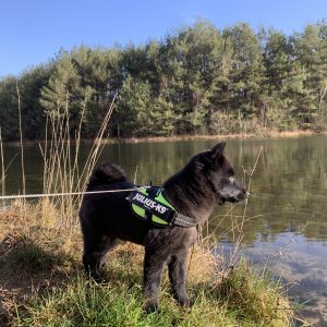 Wandelmaatje achtergrond