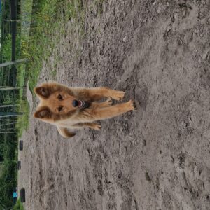 Wandelmaatje achtergrond