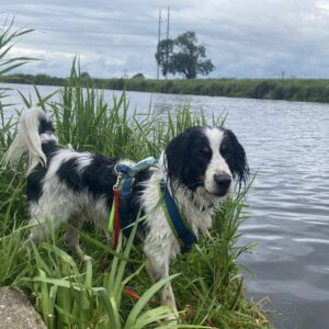Wandelmaatje achtergrond