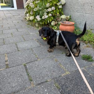 Wandelmaatje achtergrond