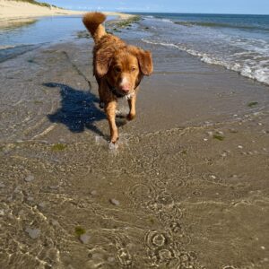 Wandelmaatje achtergrond